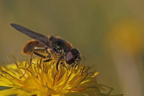 Réf. 328 242 : Cheilosia sp.